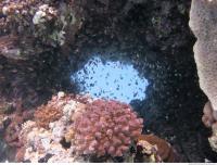 Red Sea Coral 3